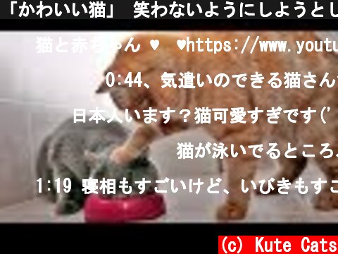 「かわいい猫」 笑わないようにしようとしてください - 最も面白い猫の映画 #266  (c) Kute Cats
